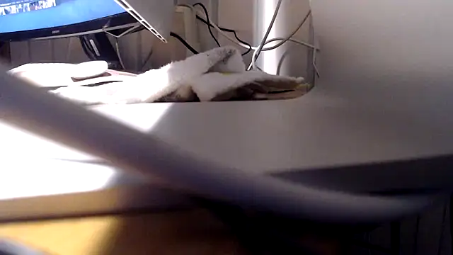 Tommitoo online show from 02-22-26, 05:54