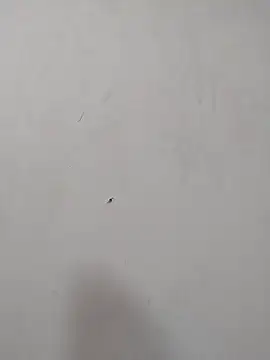 Rafaelayamazaki online show from 12-18-25, 12:09