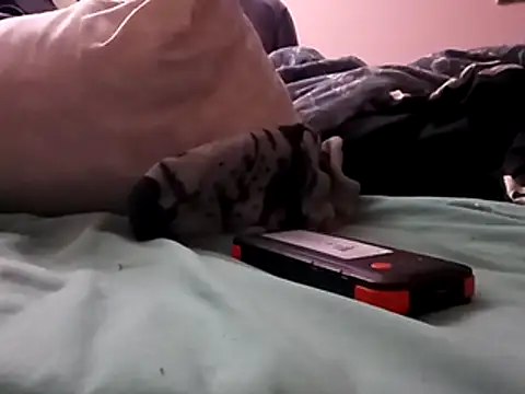 Snapshot of Blkstylion chatting on 12-05-25, 02:48 Blkstylion online show from 12-05-25, 02:48