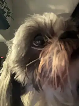 PetitLumiere online show from 02-18-26, 04:43