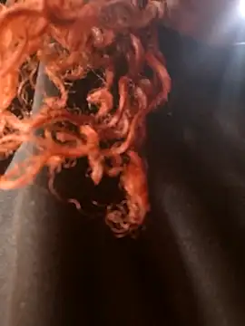 Swirly blac online show from 03-24-26, 07:30