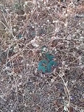 Ajith mvi online show from 03-21-26, 11:36