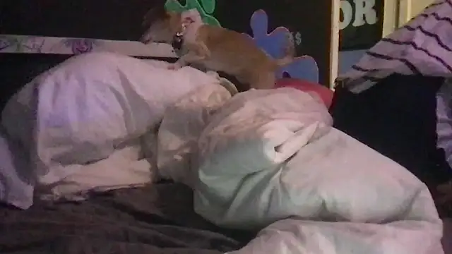 watermellonpussy online show from 12-23-24, 11:06