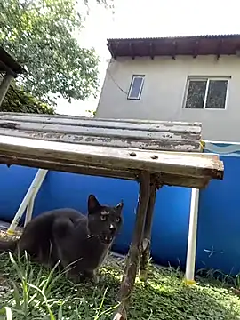 FlorBich online show from 02-03-26, 01:27