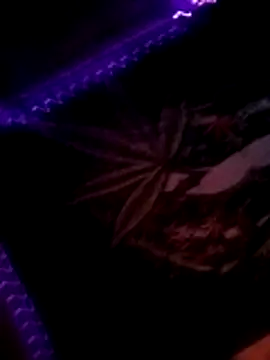 ySqmbVanbe online show from 11-10-25, 03:44