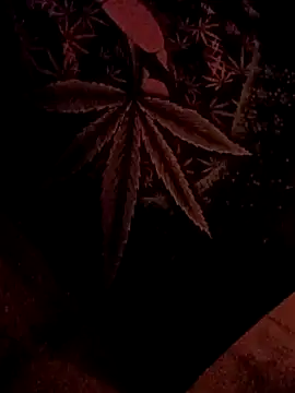 ySqmbVanbe online show from 02-05-26, 07:04