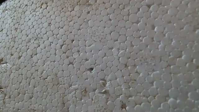 titi fiesta online show from 02-24-26, 08:04