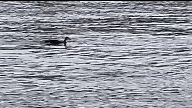 tokimori online show from 02-28-25, 06:54