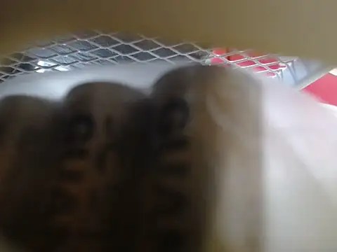 lovense test04 online show from 02-10-26, 06:01