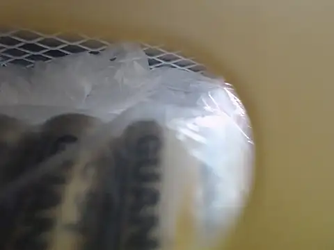 lovense test04 online show from 10-16-25, 03:48