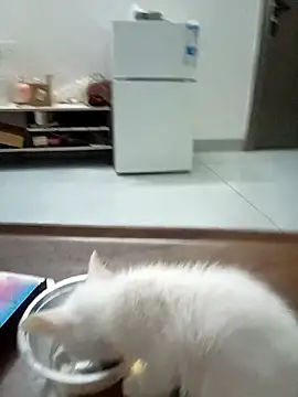 xiaoxuer online show from 05-06-26, 03:21