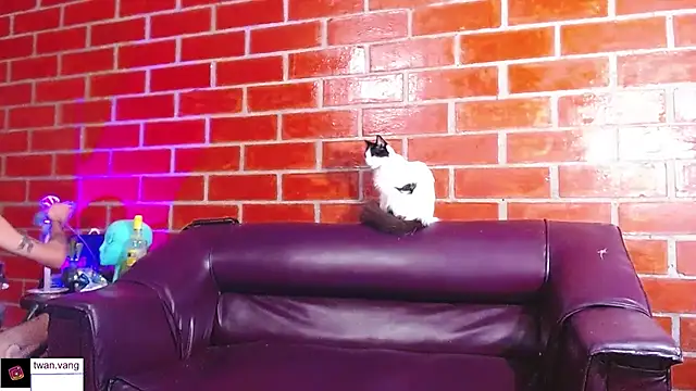 Trix fiore oficial online show from 03-22-26, 10:44