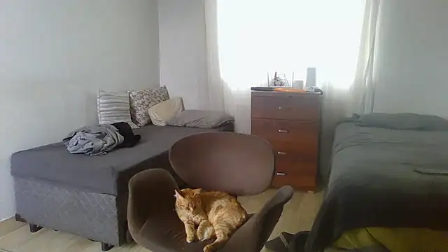 prorafadodoce online show from 02-02-26, 06:51