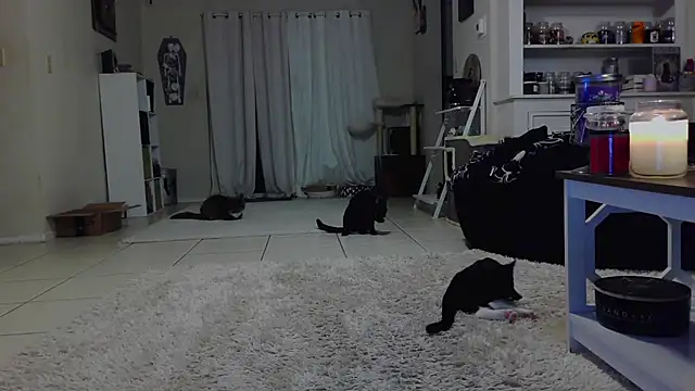 CrystalLakeXO online show from 10-19-25, 07:44