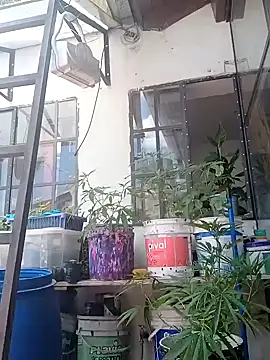 ConeNella online show from 12-26-24, 04:25