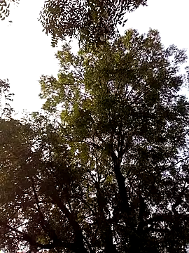 Yasha 14C Creator online show from 11-28-25, 09:31