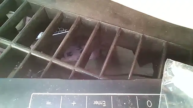 allissonw13 online show from 10-23-25, 08:46