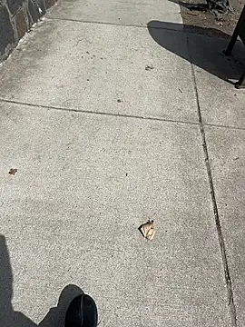 GersonGil1 online show from 03-30-26, 04:41