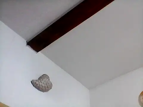 Snapshot of Picolo4111 chatting on 09-20-25, 07:13 Picolo4111 online show from 09-20-25, 07:13