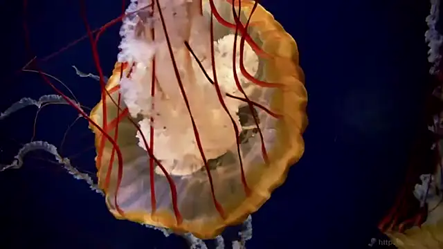 streamy test11 online show from 04-21-26, 01:28