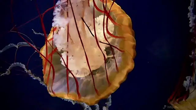 streamy test11 online show from 11-19-25, 09:53