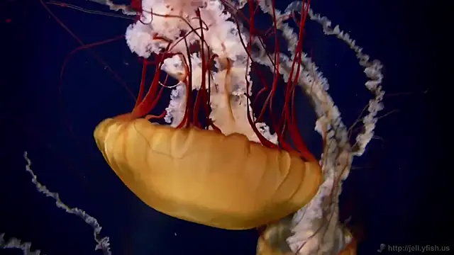 streamy test11 online show from 03-24-26, 11:10