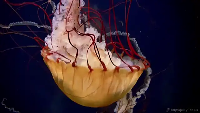 streamy test11 online show from 11-07-25, 12:21