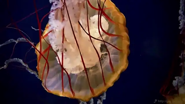 streamy test11 online show from 02-14-25, 08:42