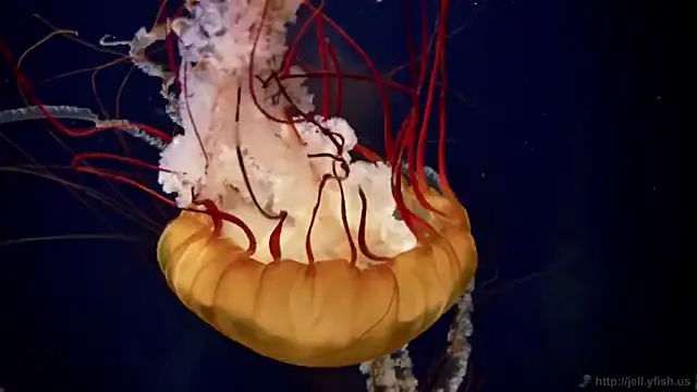 streamy test11 online show from 12-14-25, 10:54