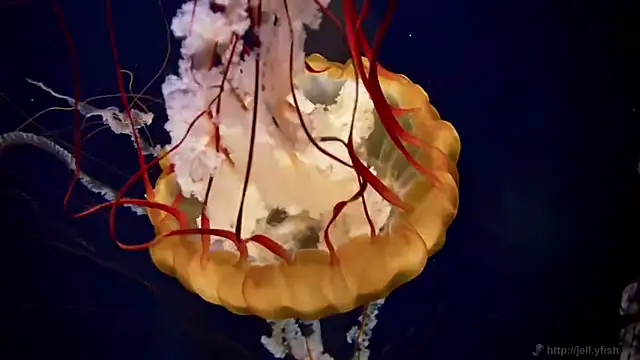 streamy test11 online show from 04-09-26, 10:54