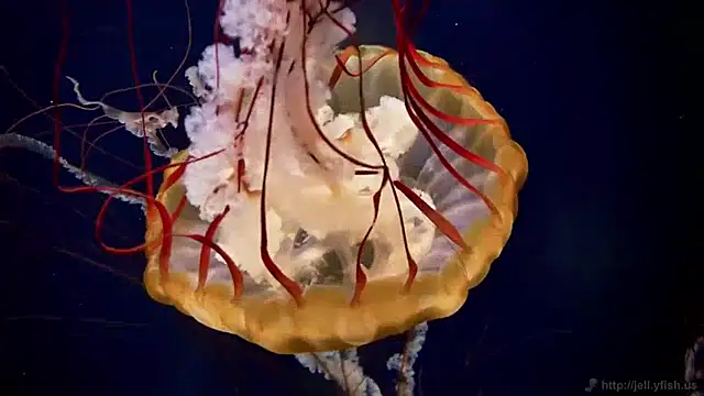 streamy test11 online show from 01-24-25, 08:13