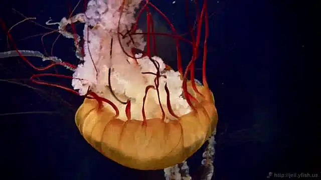 streamy test11 online show from 01-17-25, 08:13