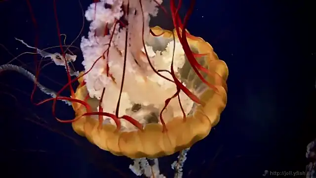 streamy test11 online show from 10-30-25, 03:53