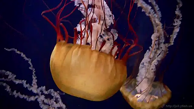 streamy test11 online show from 01-20-25, 09:24