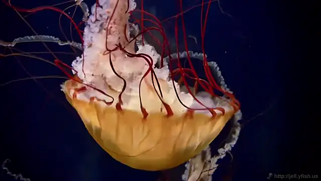 streamy test11 online show from 04-06-26, 12:06