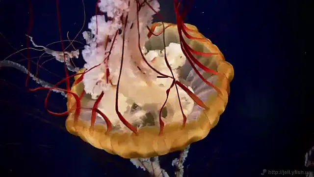 streamy test11 online show from 04-02-26, 11:17