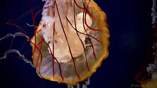 streamy test11 online show from 03-16-26, 03:37