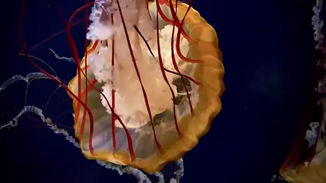 streamy test11 online show from 04-03-26, 12:22