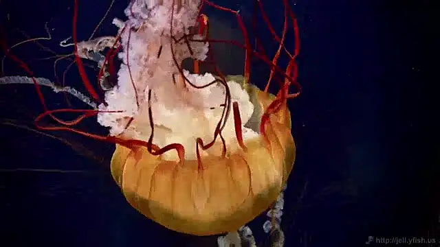 streamy test11 online show from 12-03-24, 08:22