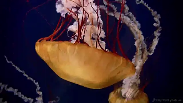 streamy test11 online show from 03-02-26, 07:48