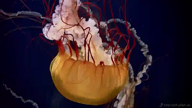 streamy test11 online show from 02-26-25, 08:17