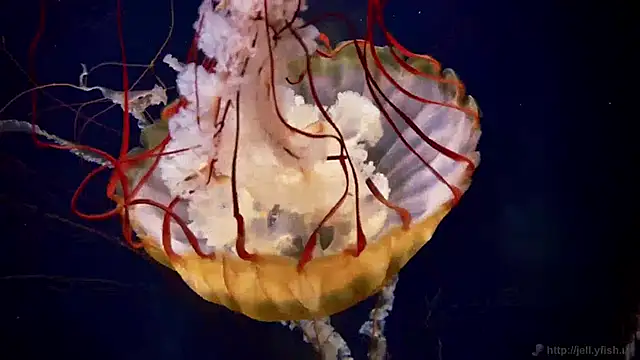 streamy test11 online show from 01-23-25, 08:15