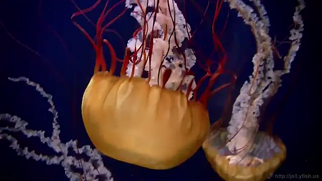 streamy test11 online show from 03-20-26, 08:48