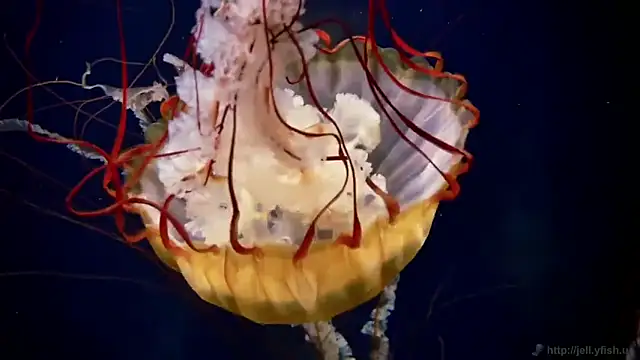 streamy test11 online show from 12-02-25, 12:51