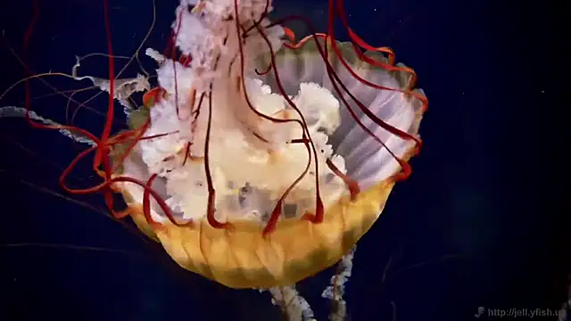 streamy test11 online show from 04-07-26, 09:33