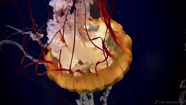 streamy test11 online show from 03-30-26, 12:50