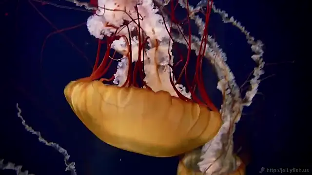 streamy test11 online show from 02-17-25, 08:09