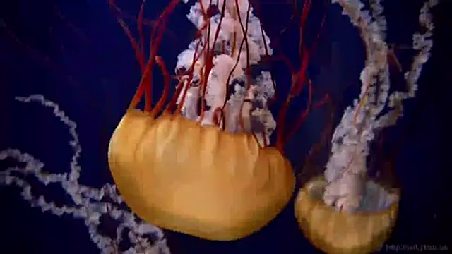 streamy test11 online show from 03-31-26, 07:54