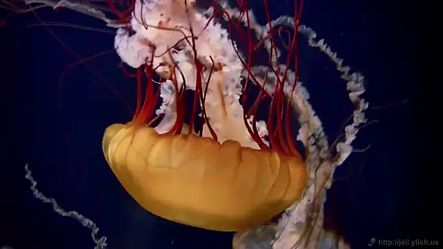 streamy test11 online show from 11-27-25, 03:01