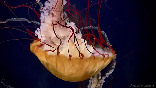 streamy test11 online show from 01-14-26, 11:47